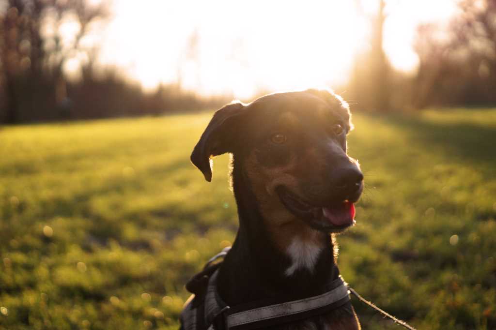 Hundehalterhaftpflichtversicherung - Header