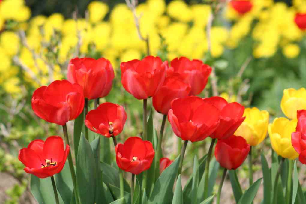 Tulpenmania - Header